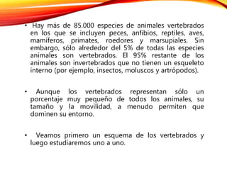 • Hay más de 85.000 especies de animales vertebrados
en los que se incluyen peces, anfibios, reptiles, aves,
mamíferos, primates, roedores y marsupiales. Sin
embargo, sólo alrededor del 5% de todas las especies
animales son vertebrados. El 95% restante de los
animales son invertebrados que no tienen un esqueleto
interno (por ejemplo, insectos, moluscos y artrópodos).
• Aunque los vertebrados representan sólo un
porcentaje muy pequeño de todos los animales, su
tamaño y la movilidad, a menudo permiten que
dominen su entorno.
• Veamos primero un esquema de los vertebrados y
luego estudiaremos uno a uno.
 