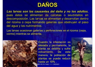 MIP – Picudo negro de Platano