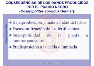 MIP – Picudo negro de Platano