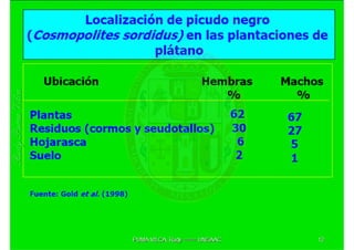 MIP – Picudo negro de Platano