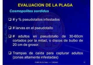 MIP – Picudo negro de Platano