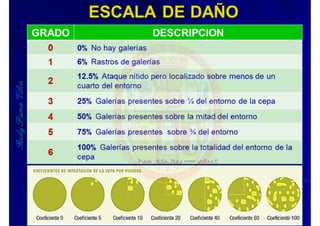 MIP – Picudo negro de Platano