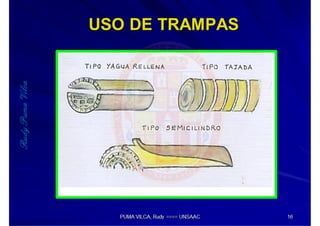 MIP – Picudo negro de Platano