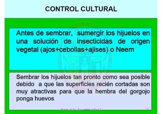 MIP – Picudo negro de Platano