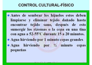 MIP – Picudo negro de Platano
