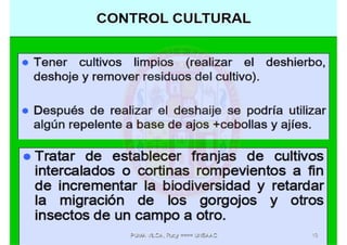 MIP – Picudo negro de Platano