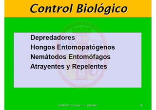 MIP – Picudo negro de Platano