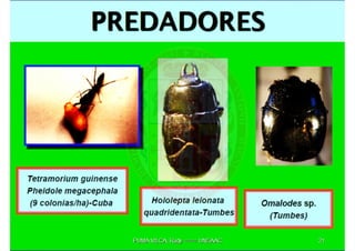 MIP – Picudo negro de Platano