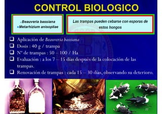 MIP – Picudo negro de Platano