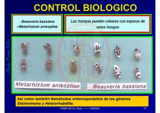 MIP – Picudo negro de Platano