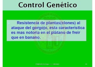 MIP – Picudo negro de Platano