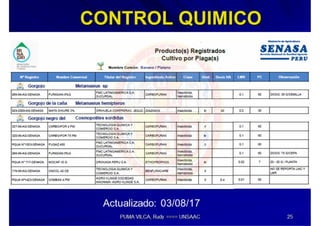 MIP – Picudo negro de Platano