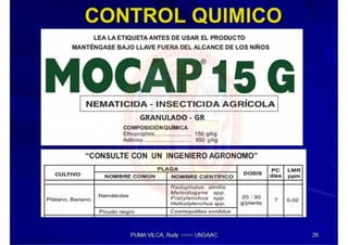 MIP – Picudo negro de Platano