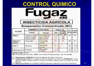 MIP – Picudo negro de Platano