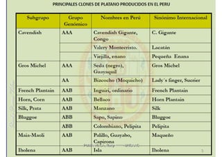 MIP – Picudo negro de Platano