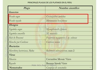 MIP – Picudo negro de Platano