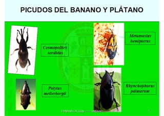 MIP – Picudo negro de Platano