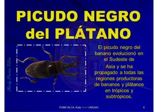 MIP – Picudo negro de Platano