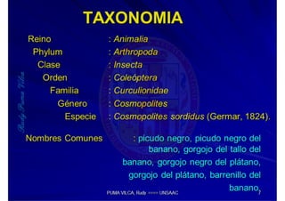 MIP – Picudo negro de Platano