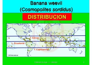 MIP – Picudo negro de Platano