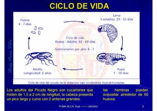 MIP – Picudo negro de Platano