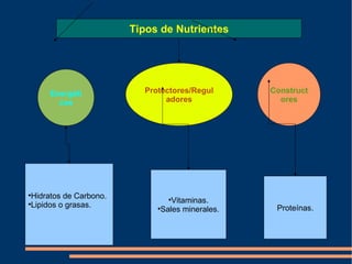 Tipos de Nutrientes Energéticos Protectores/Reguladores Constructores Hidratos de Carbono. Lipidos o grasas. Vitaminas. Sales minerales. Proteínas. 