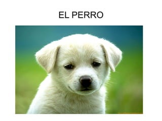 EL PERRO 