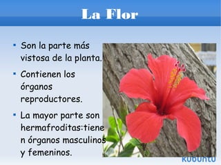 La Flor






Son la parte más
vistosa de la planta.
Contienen los
órganos
reproductores.
La mayor parte son
hermafroditas:tiene
n órganos masculinos
y femeninos.

 