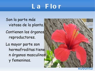 La Flor ,[object Object]