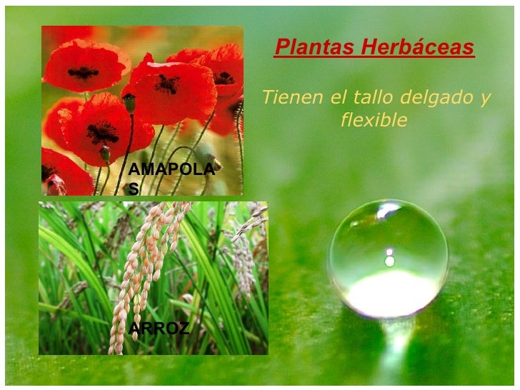 Mi Presentacion Plantas Mi Presentacion Plantas