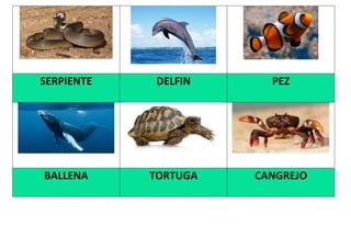 SERPIENTE DELFIN PEZ
BALLENA TORTUGA CANGREJO
 