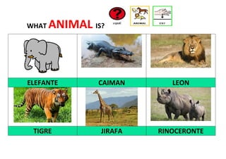 WHAT ANIMAL IS?
ELEFANTE CAIMAN LEON
TIGRE JIRAFA RINOCERONTE
 