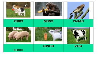 PERRO MONO PAJARO
CERDO
CONEJO VACA
 