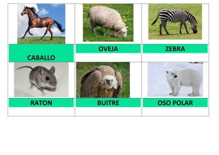 CABALLO
OVEJA ZEBRA
RATON BUITRE OSO POLAR
 