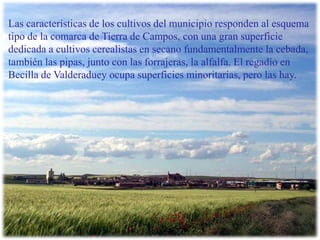 Las características de los cultivos del municipio responden al esquema tipo de la comarca de Tierra de Campos, con una gran superficie dedicada a cultivos cerealistas en secano fundamentalmente la cebada, también las pipas, junto con las forrajeras, la alfalfa. El regadío en Becilla de Valderaduey ocupa superficies minoritarias, pero las hay.