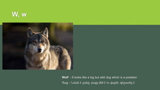 W, w
Wolf - It looks like a big but wild dog which is a predator
Գայլ – Նման է շանը, բայց մեծ է ու վայրի, գիշատիչ է
 