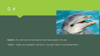 D, d
Dolphin– it’s a wild very kind and big fish which helps people in the sea
Դելֆին – Վայրի, շատ գեղեցիկ և մեծ ձուկ է, ո...