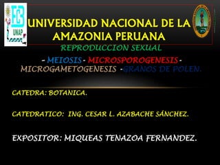 REPRODUCCION SEXUAL
– MEIOSIS- MICROSPOROGENESIS-
MICROGAMETOGENESIS -GRANOS DE POLEN.
CATEDRA: BOTANICA.
CATEDRATICO: ING. CESAR L. AZABACHE SÁNCHEZ.
EXPOSITOR: MIQUEAS TENAZOA FERNANDEZ.
UNIVERSIDAD NACIONAL DE LA
AMAZONIA PERUANA
 