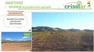Explotaciones própias
y plantaciones
experimentales
ASESORAMIENTO
OBJETIVOS
• MEJORAR la producción agrícola
Olvés
 