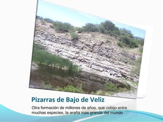 Pizarras de Bajo de Veliz
Otra formación de millones de años, que cobijo entre
muchas especies, la araña mas grande del mundo