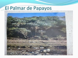 El Palmar de Papayos