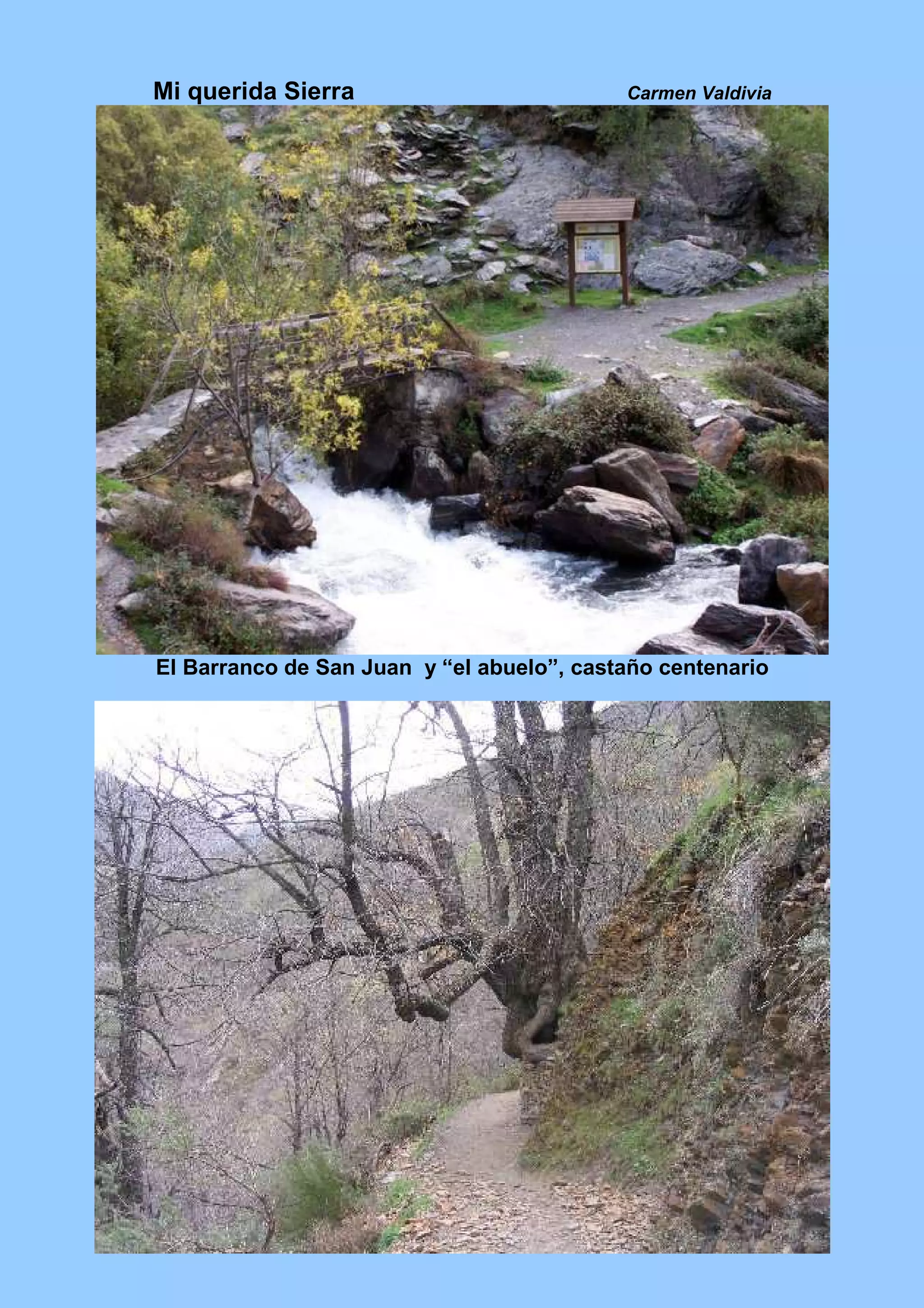 Mi querida Sierra Carmen Valdivia
El Barranco de San Juan y “el abuelo”, castaño centenario