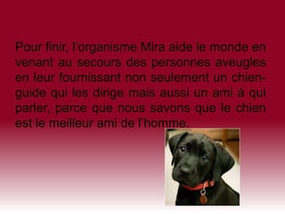 Présente une condition physique qui limite ses déplacements et son enduranceLes chiensLe LabernoisLe Labernois est le produit d’un sujet hybride croisé avec un sujet de race pure. Pourquoi Labernois ? Pour Labrador et Bouvier Bernois, vous l’aviez deviné.Le Bouvier-BernoisC’est un animal majestueux et précieux. À l’intérieur comme à l’extérieur, il est sensible et noble. Le LabradorUn animal rempli de bonheur, heureux de vivre et simplement fier de ce qu’il est. 