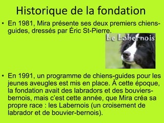 Historique de la fondationEn 1981, Mira présente ses deux premiers chiens-guides, dressés par Éric St-Pierre.En 1991, un programme de chiens-guides pour les jeunes aveugles est mis en place. À cette époque, la fondation avait des labradors et des bouviers-bernois, mais c’est cette année, que Mira créa sa propre race : les Labernois(un croisement de labrador et de bouvier-bernois).