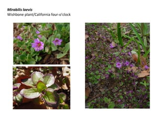 Mirabilis laevis
Wishbone plant/California four-o’clock

 