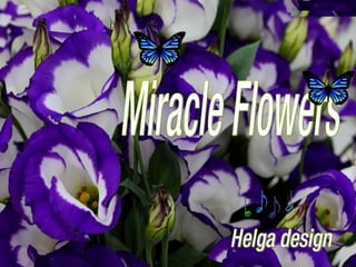 Helga design Miracle Flowers 