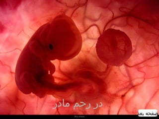 Um feto de poucas semanas encontra-se  no interior do útero de sua mãe. در رحم مادر   صفحه بعد 