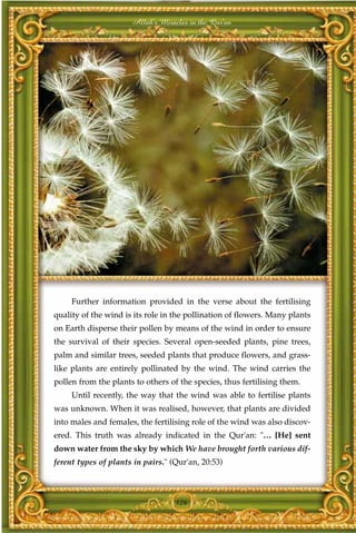 Allah's Miracles in the Qur'an




     Further information provided in the verse about the fertilising
quality of the wind is its role in the pollination of flowers. Many plants
on Earth disperse their pollen by means of the wind in order to ensure
the survival of their species. Several open-seeded plants, pine trees,
palm and similar trees, seeded plants that produce flowers, and grass-
like plants are entirely pollinated by the wind. The wind carries the
pollen from the plants to others of the species, thus fertilising them.
     Until recently, the way that the wind was able to fertilise plants
was unknown. When it was realised, however, that plants are divided
into males and females, the fertilising role of the wind was also discov-
ered. This truth was already indicated in the Qur'an: "… [He] sent
down water from the sky by which We have brought forth various dif-
ferent types of plants in pairs." (Qur'an, 20:53)



                                   126
 