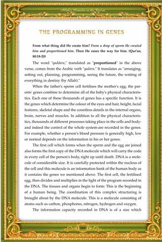 Allah's Miracles in the Qur'an




     From what thing did He create him? From a drop of sperm He created
     him and proportioned him. Then He eases the way for him. (Qur'an,
     80:18-20)
     The word "qaddara," translated as "proportioned" in the above
verse, comes from the Arabic verb "qadara." It translates as "arranging,
setting out, planning, programming, seeing the future, the writing of
everything in destiny (by Allah)."
     When the father's sperm cell fertilises the mother's egg, the par-
ents' genes combine to determine all of the baby's physical characteris-
tics. Each one of these thousands of genes has a specific function. It is
the genes which determine the colour of the eyes and hair, height, facial
features, skeletal shape and the countless details in the internal organs,
brain, nerves and muscles. In addition to all the physical characteris-
tics, thousands of different processes taking place in the cells and body-
and indeed the control of the whole system-are recorded in the genes.
For example, whether a person's blood pressure is generally high, low
or normal depends on the information in his or her genes.
     The first cell which forms when the sperm and the egg are joined
also forms the first copy of the DNA molecule which will carry the code
in every cell of the person's body, right up until death. DNA is a mole-
cule of considerable size. It is carefully protected within the nucleus of
the cell and this molecule is an information bank of the human body as
it contains the genes we mentioned above. The first cell, the fertilised
egg, then divides and multiplies in the light of the program recorded in
the DNA. The tissues and organs begin to form: This is the beginning
of a human being. The coordination of this complex structuring is
brought about by the DNA molecule. This is a molecule consisting of
atoms such as carbon, phosphorus, nitrogen, hydrogen and oxygen.
     The information capacity recorded in DNA is of a size which



                                     168
 