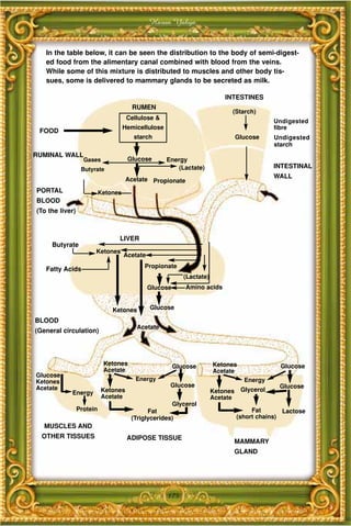 Harun Yahya


   In the table below, it can be seen the distribution to the body of semi-digest-
   ed food from the alimentary canal combined with blood from the veins.
   While some of this mixture is distributed to muscles and other body tis-
   sues, some is delivered to mammary glands to be secreted as milk.

                                                                            INTESTINES
                                        RUMEN
                                                                              (Starch)
                                      Cellulose &
                                                                                              Undigested
                                     Hemicellulose                                            fibre
 FOOD
                                        starch                                    Glucose     Undigested
                                                                                              starch
RUMINAL WALL
                   Gases              Glucose        Energy
                  Butyrate                               (Lactate)                            INTESTINAL

                                     Acetate Propionate
                                                                                              WALL

PORTAL                     Ketones
BLOOD
(To the liver)



                                 LIVER
     Butyrate
                       Ketones
                                     Acetate

   Fatty Acids                              Propionate
                                                            (Lactate)
                                               Glucose      Amino acids


                               Ketones         Glucose

BLOOD
                                         Acetate
(General circulation)




                            Ketones                      Glucose        Ketones                 Glucose
                            Acetate                                     Acetate
Glucose
Ketones                                  Energy                                     Energy
Acetate                                               Glucose                                  Glucose
                           Ketones                                      Ketones    Glycerol
            Energy
                           Acetate                                      Acetate
                                                     Glycerol
                 Protein                     Fat                                       Fat       Lactose
                                       (Triglycerides)                            (short chains)
   MUSCLES AND
  OTHER TISSUES                       ADIPOSE TISSUE
                                                                              MAMMARY
                                                                              GLAND




                                                     175
 